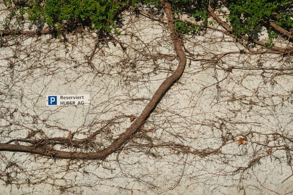 Image describing Amex Platinum vs Chase Sapphire Which is Best in 2025?