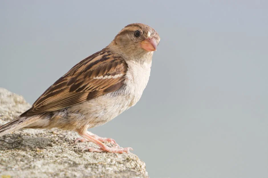 Image describing Discover the Best Free HELOC Calculator of 2025 Now!