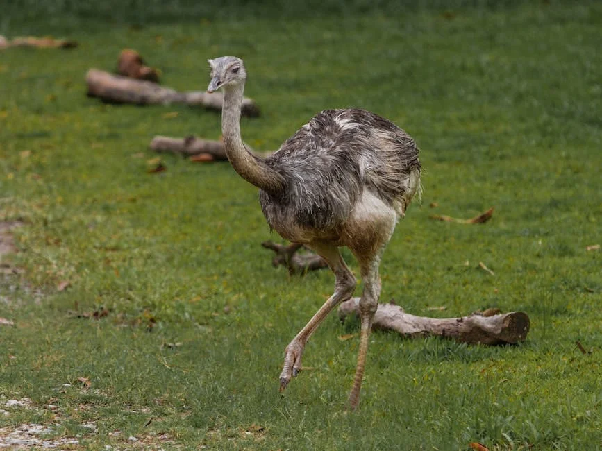 Image describing How to Spoof Pokémon GO Top Tricks for 2025!