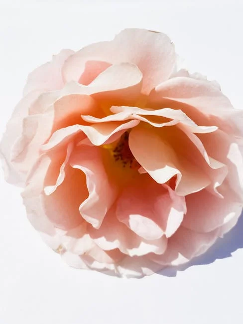 Image describing Top 7 Secrets to Guaranteed Pell Grants for Single Moms