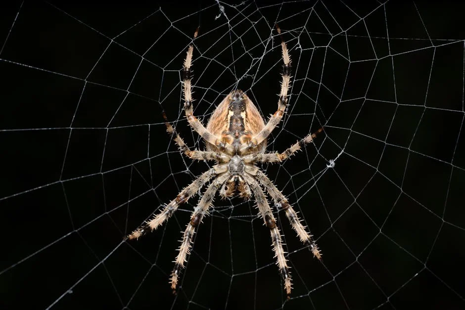 Image describing How to Win MobilityWare Spider Solitaire Fast in 2026?