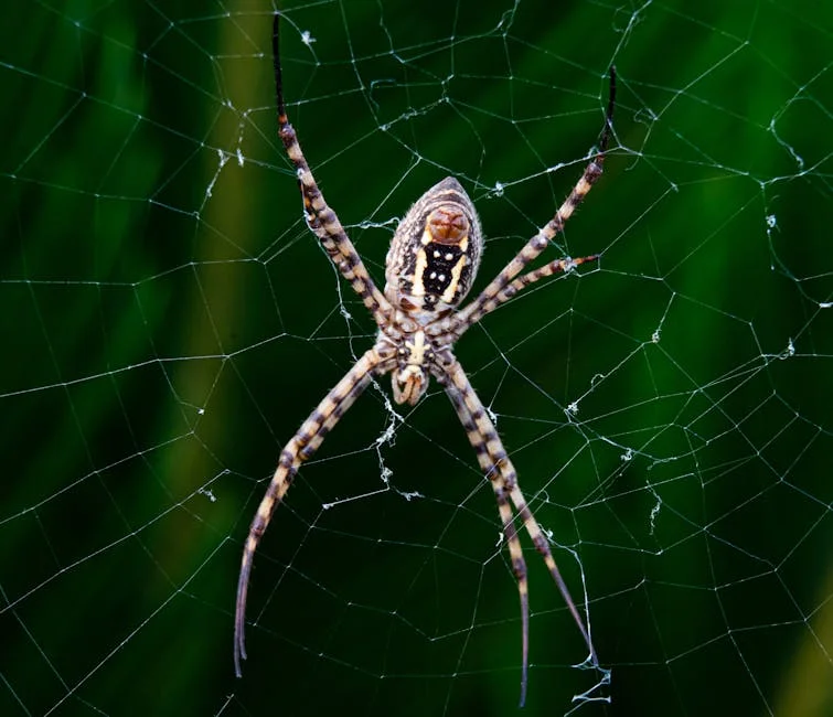 Image describing How to Win MobilityWare Spider Solitaire Fast in 2026?