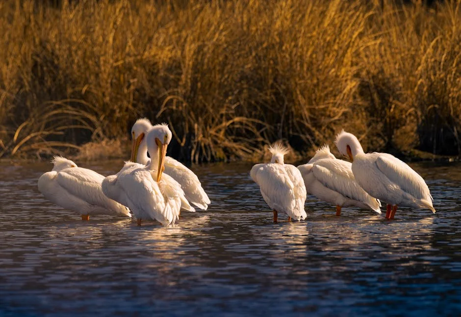 Image describing OKC vs Pelicans 2026 Top 7 Proven Keys to Win Now?