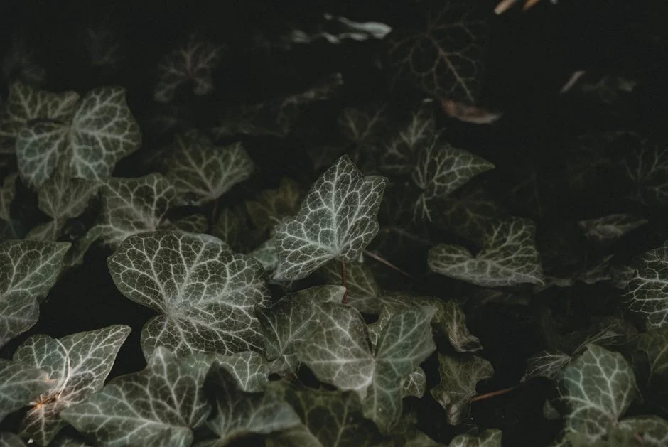 Image describing Top 7 Proven Hedera NFT Marketplace Tips for 2026?
